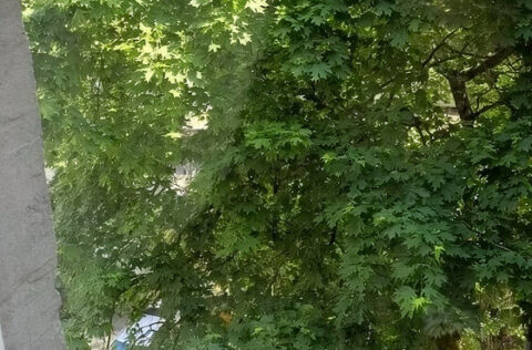 Quiet courtyard view from apartment for sale in Kyiv Pyrohova St 5 city centre