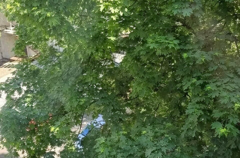 Quiet courtyard view from apartment for sale in Kyiv Pyrohova St 5 city centre